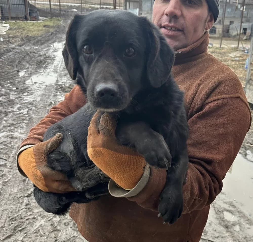 Onyx, 5yo Mixed Breed for adoption at Hundsrücker Tierschutz gUG