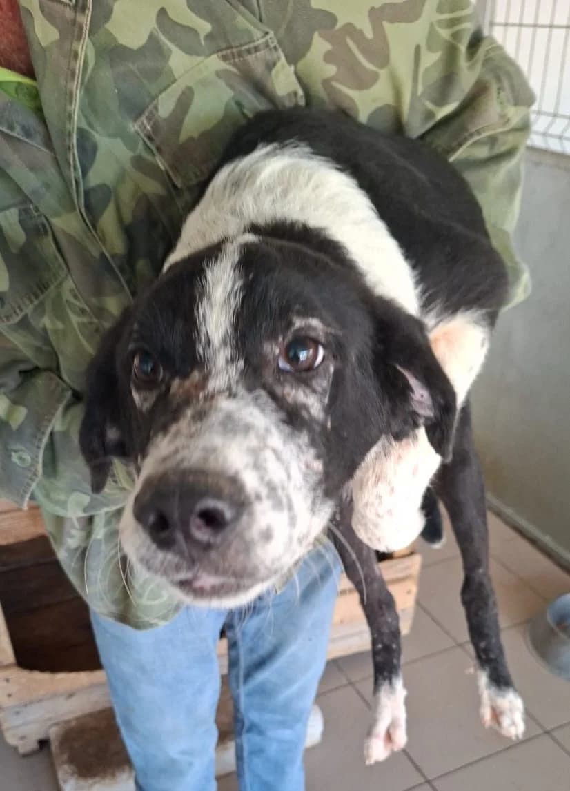 Oreo, schwarz puppy Mixed Breed for adoption at Hundsrücker Tierschutz gUG