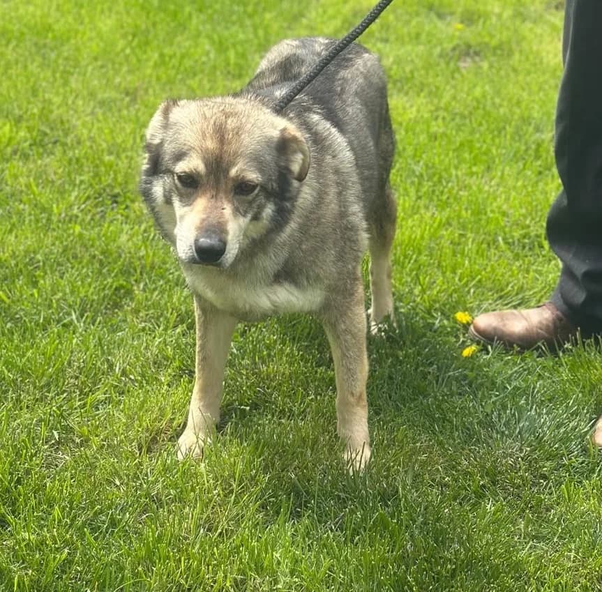 Oscar, grau male 7yo Mixed Breed for adoption at Hundsrücker Tierschutz gUG