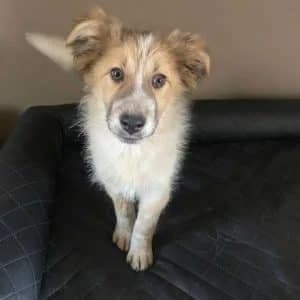 Patchu, male 4yo Mixed Breed for adoption at Hundsrücker Tierschutz gUG