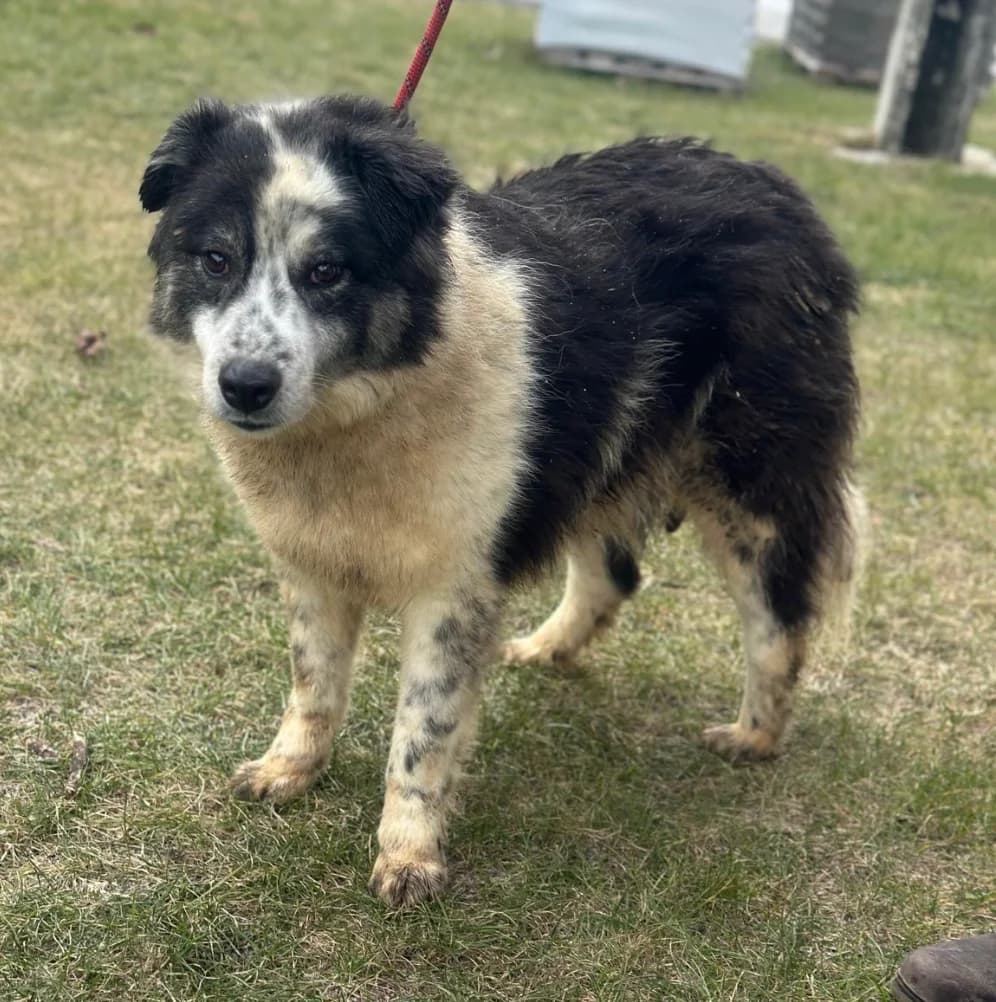 Patrick, schwarz male 7yo Mixed Breed for adoption at Hundsrücker Tierschutz gUG