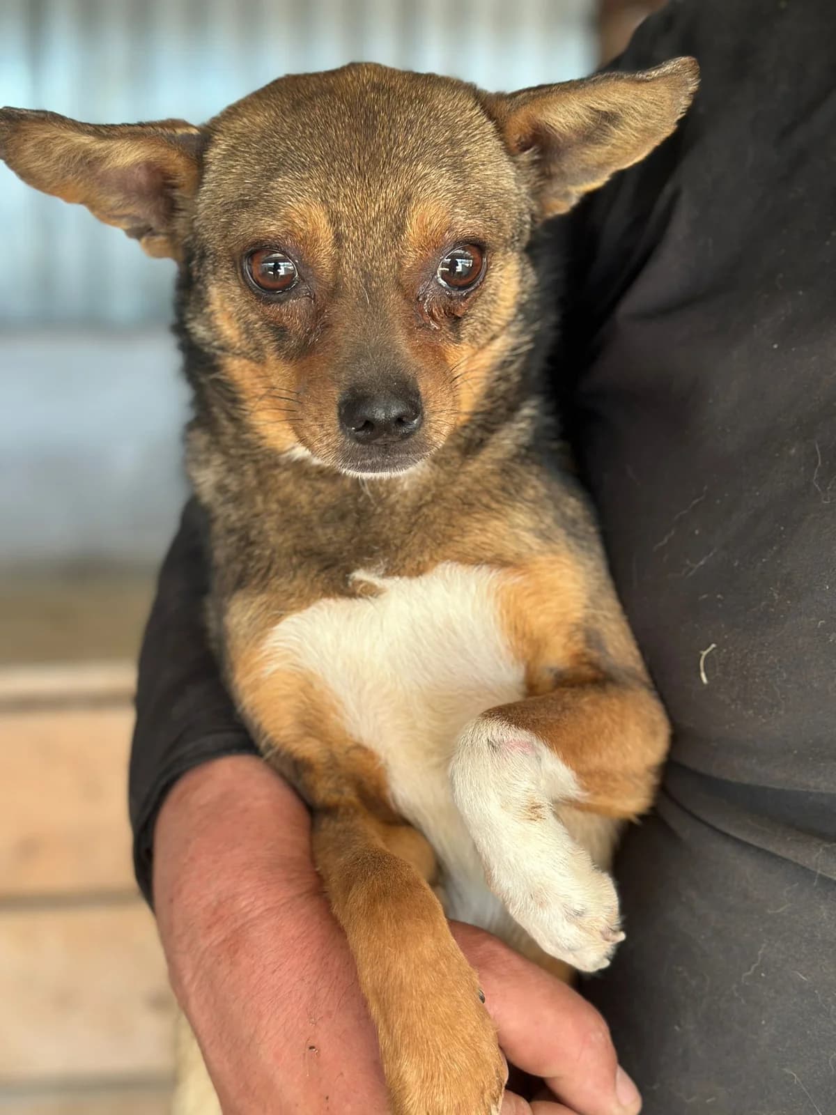 Peanut, weiß male young Mixed Breed for adoption at Hundsrücker Tierschutz gUG
