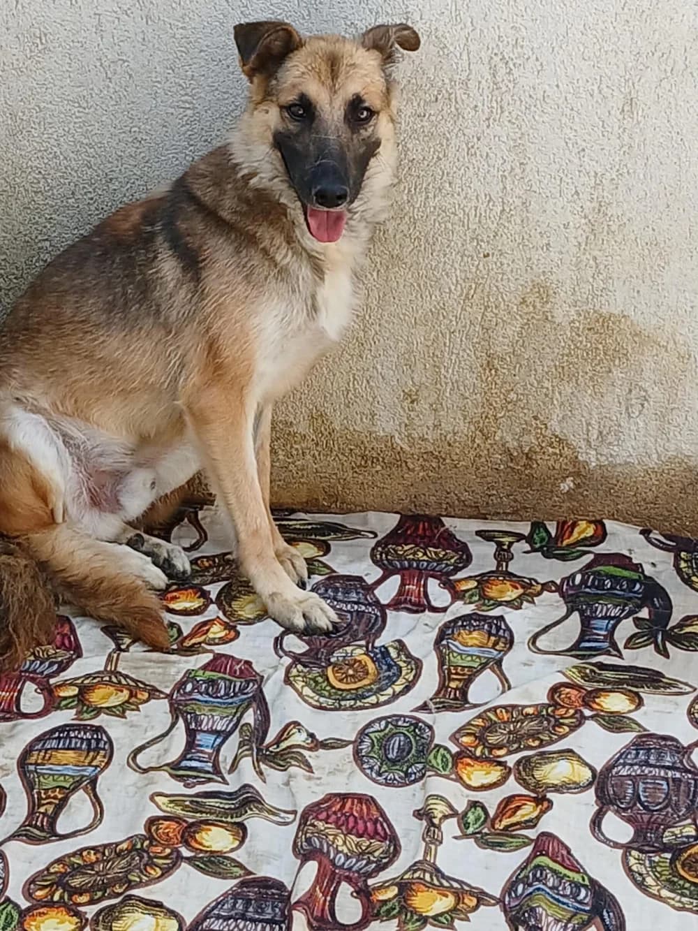 Pedro, male 4yo Mixed Breed for adoption at Hundsrücker Tierschutz gUG