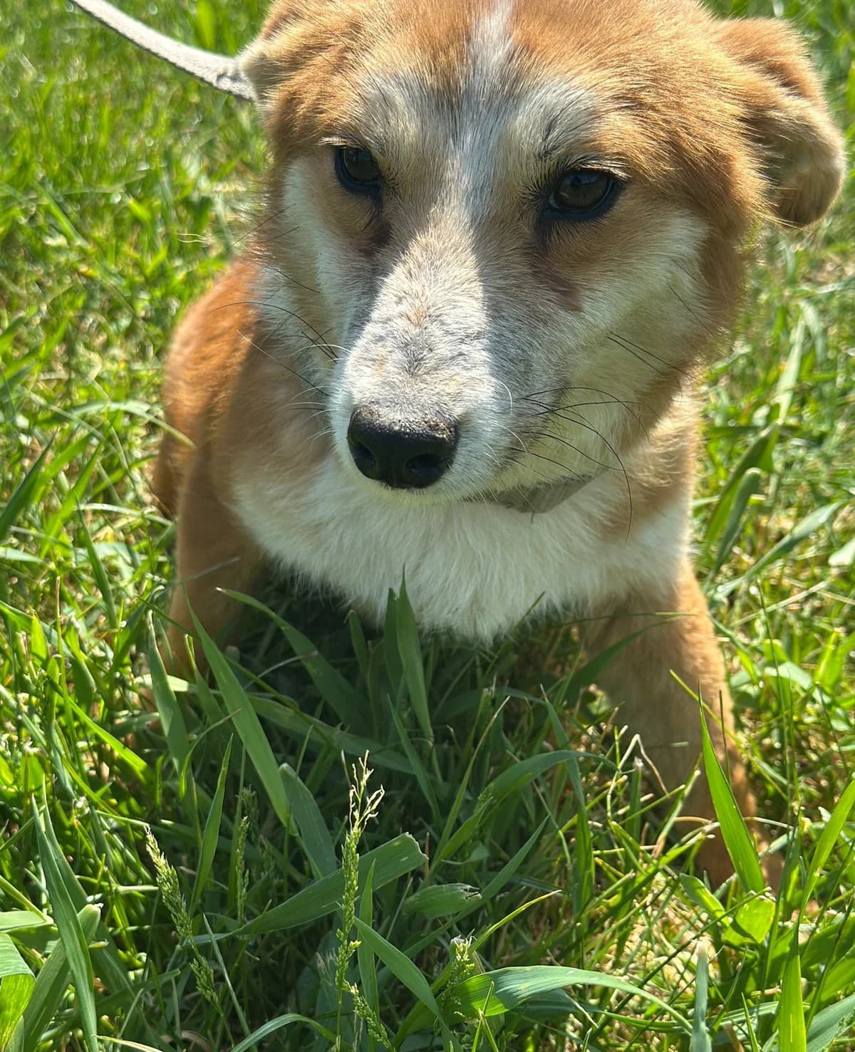 Pepe, male 3yo Mixed Breed for adoption at Hundsrücker Tierschutz gUG