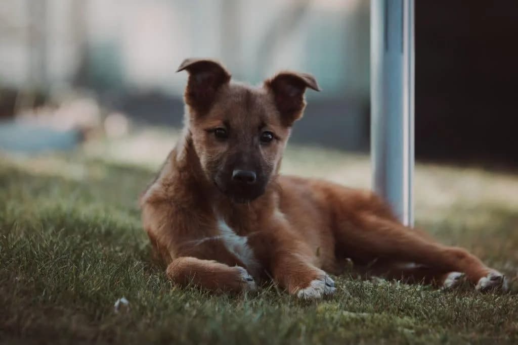 Pippa, male young Mixed Breed for adoption at Hundsrücker Tierschutz gUG