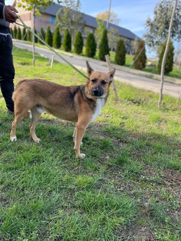 Riley, male 4yo Mixed Breed for adoption at Hundsrücker Tierschutz gUG