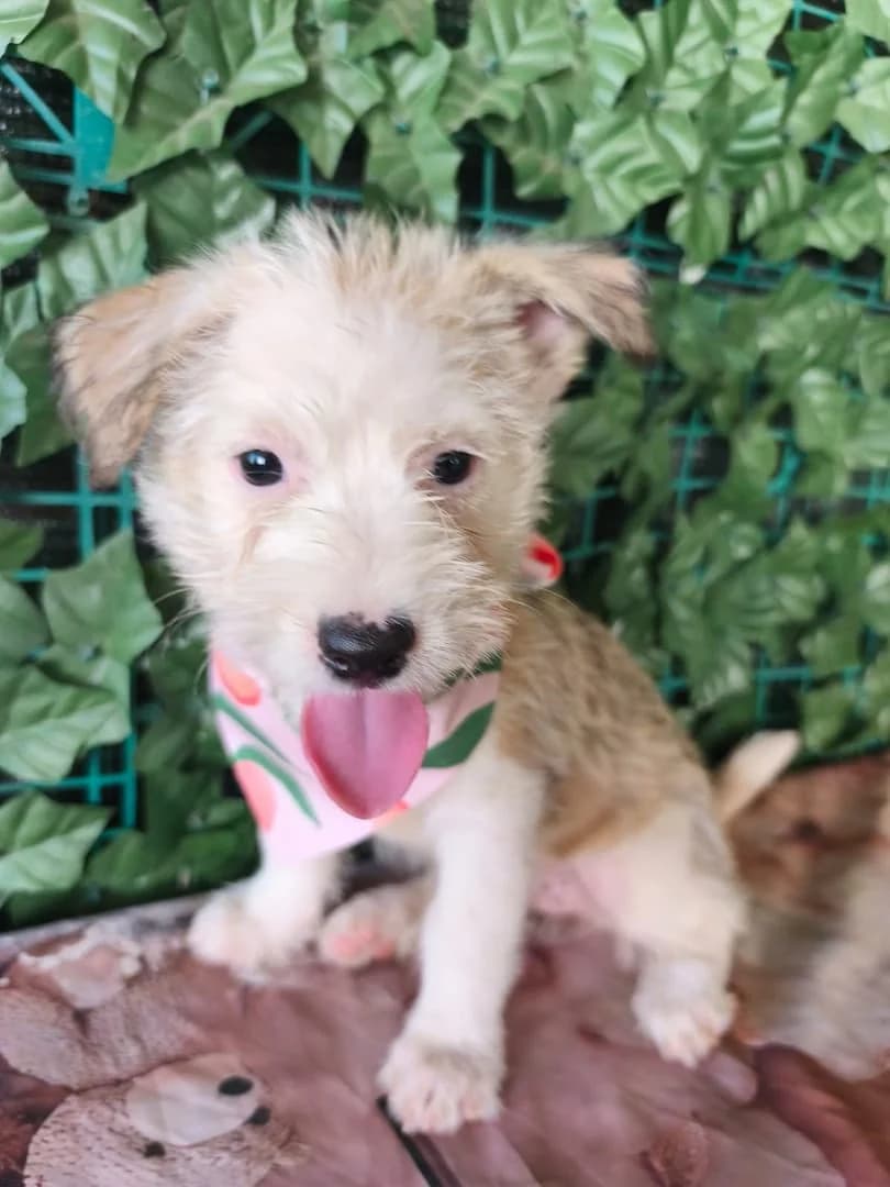 Rosie, creme puppy Mixed Breed for adoption at Hundsrücker Tierschutz gUG
