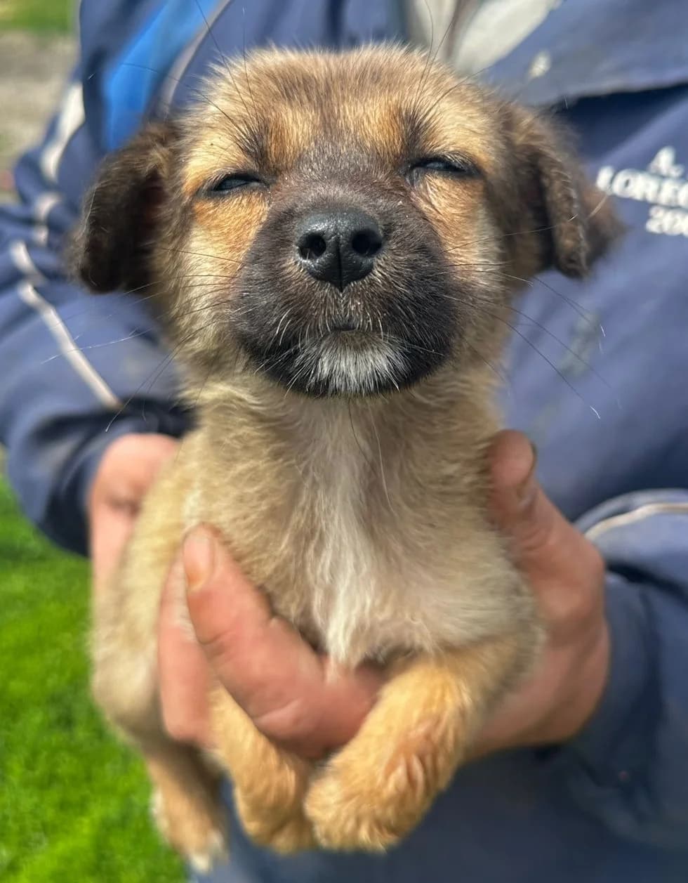 Samu, male puppy Mixed Breed for adoption at Hundsrücker Tierschutz gUG