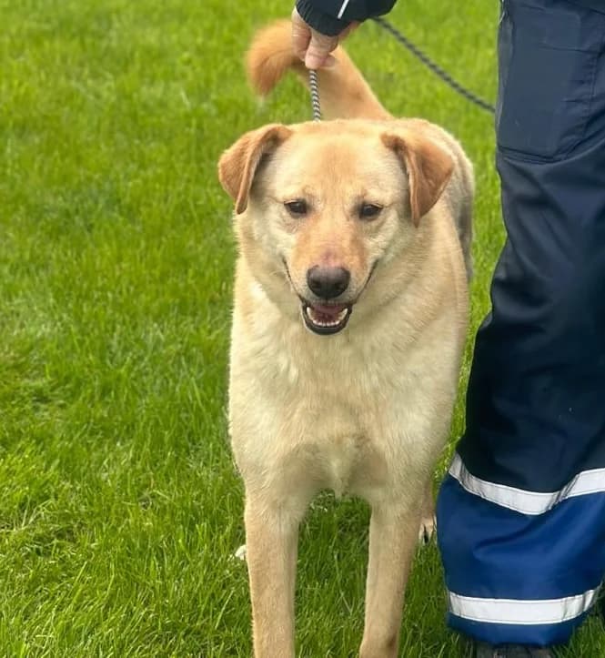Tokala, male 5yo Mixed Breed for adoption at Hundsrücker Tierschutz gUG