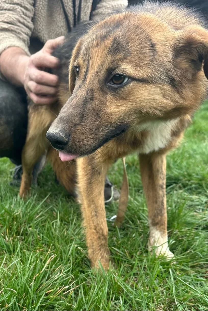 Tom, young Mixed Breed for adoption at Hundsrücker Tierschutz gUG