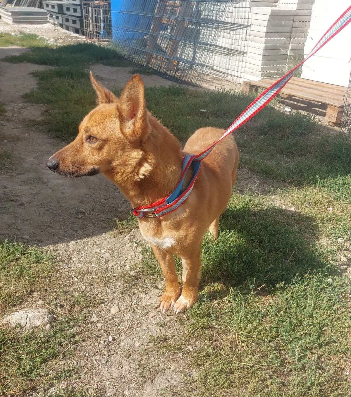 Toto, young Mixed Breed for adoption at Hundsrücker Tierschutz gUG