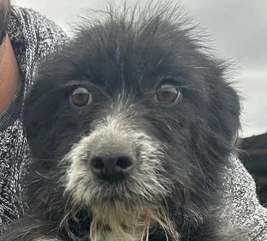 Trudie, female 4yo Mixed Breed for adoption at Hundsrücker Tierschutz gUG