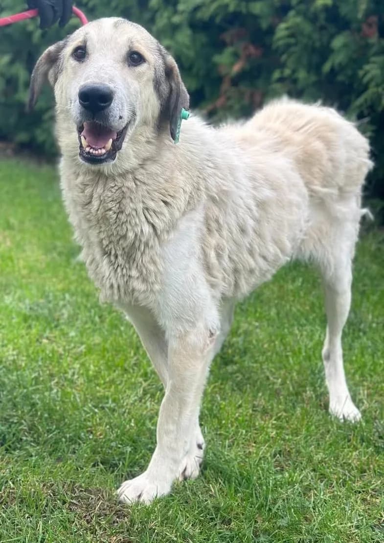 Tulpa, female 6yo Mixed Breed for adoption at Hundsrücker Tierschutz gUG