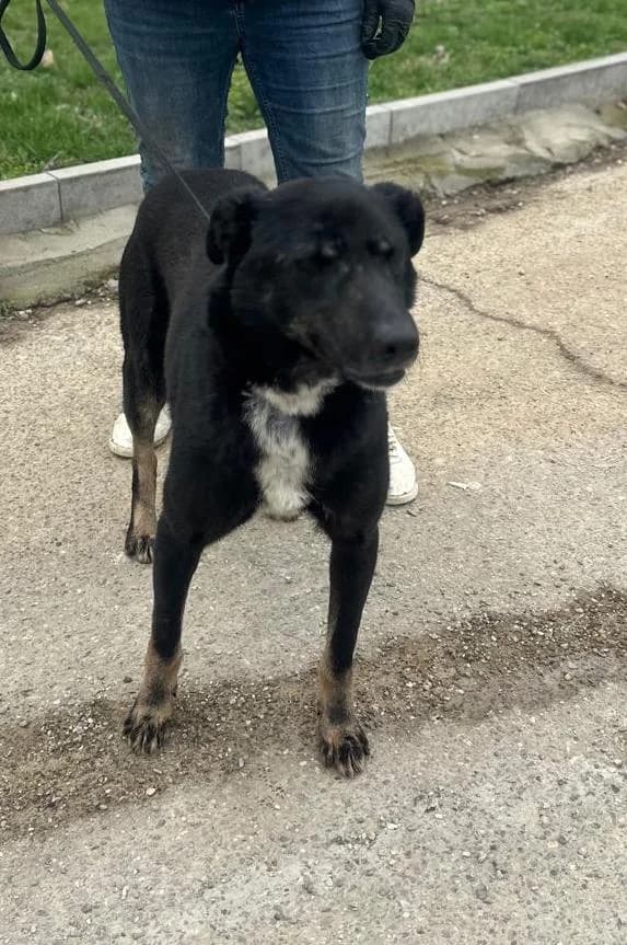 Vidor, schwarz male 6yo Mixed Breed for adoption at Hundsrücker Tierschutz gUG