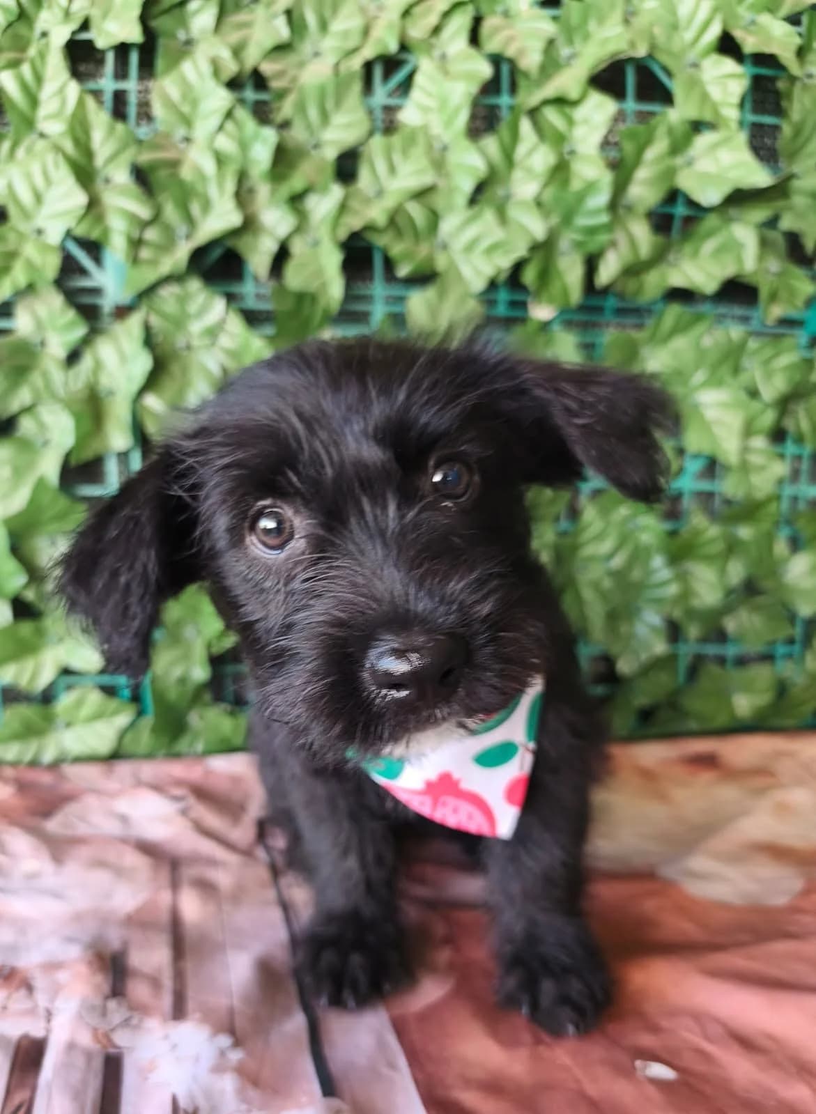 Zara, puppy Mixed Breed for adoption at Hundsrücker Tierschutz gUG