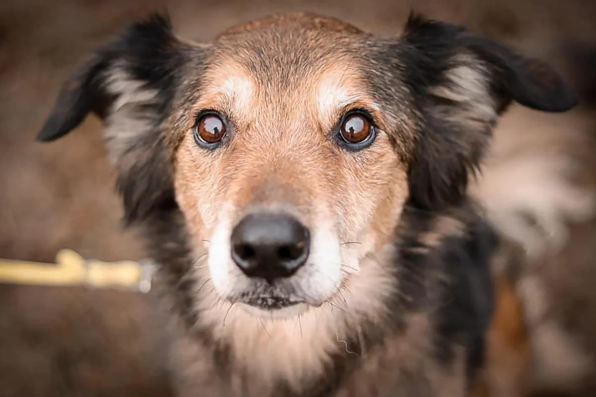 Lucky, gelb male 5yo Border Collie for adoption at Initiative Border Collie in Not