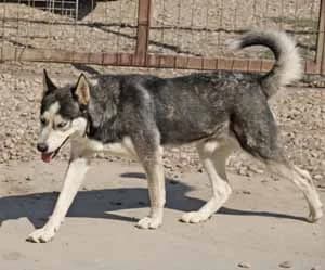 Andy, male 5yo Mixed Breed for adoption at ITV Grenzenlos e.V., Essel