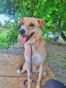 Baccio, female 4yo Mixed Breed for adoption at ITV Grenzenlos e.V., Essel