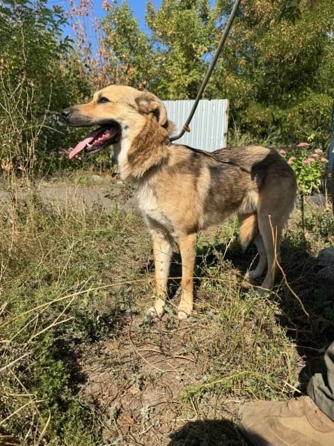 Baikal, male 4yo Mixed Breed for adoption at ITV Grenzenlos e.V., Essel