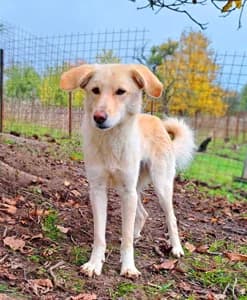 Blondie, male 6yo Mixed Breed for adoption at ITV Grenzenlos e.V., Essel