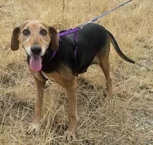 Carola, female 7yo Mixed Breed for adoption at ITV Grenzenlos e.V., Essel
