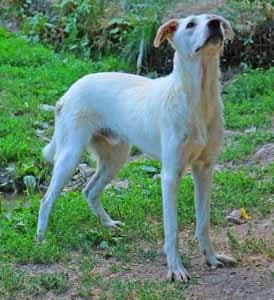 Chappy, male young Mixed Breed for adoption at ITV Grenzenlos e.V., Essel