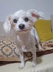 Coco, female senior Mixed Breed for adoption at ITV Grenzenlos e.V., Essel