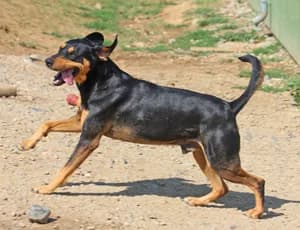 Csoki, male 5yo Mixed Breed for adoption at ITV Grenzenlos e.V., Essel