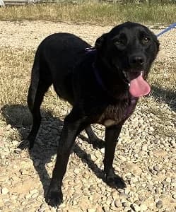 Delia, female young Mixed Breed for adoption at ITV Grenzenlos e.V., Essel