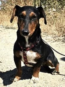 Esme, female young Mixed Breed for adoption at ITV Grenzenlos e.V., Essel