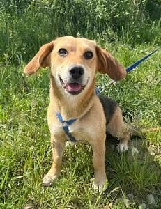 Fanny ist reserviert, female young Mixed Breed for adoption at ITV Grenzenlos e.V., Essel