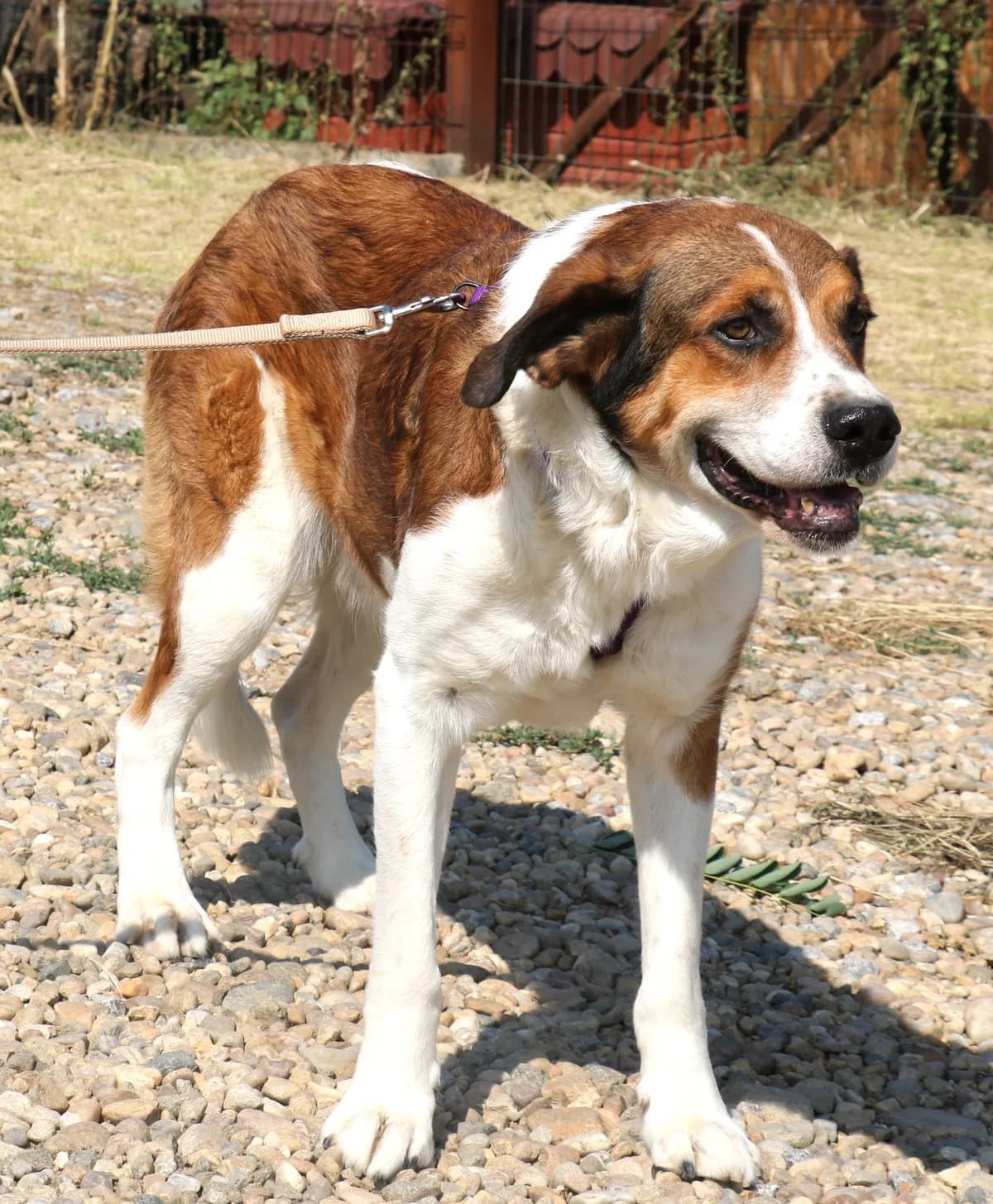 Fiedler, male young Mixed Breed for adoption at ITV Grenzenlos e.V., Essel