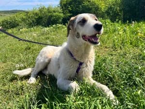 Freddy, male young Mixed Breed for adoption at ITV Grenzenlos e.V., Essel