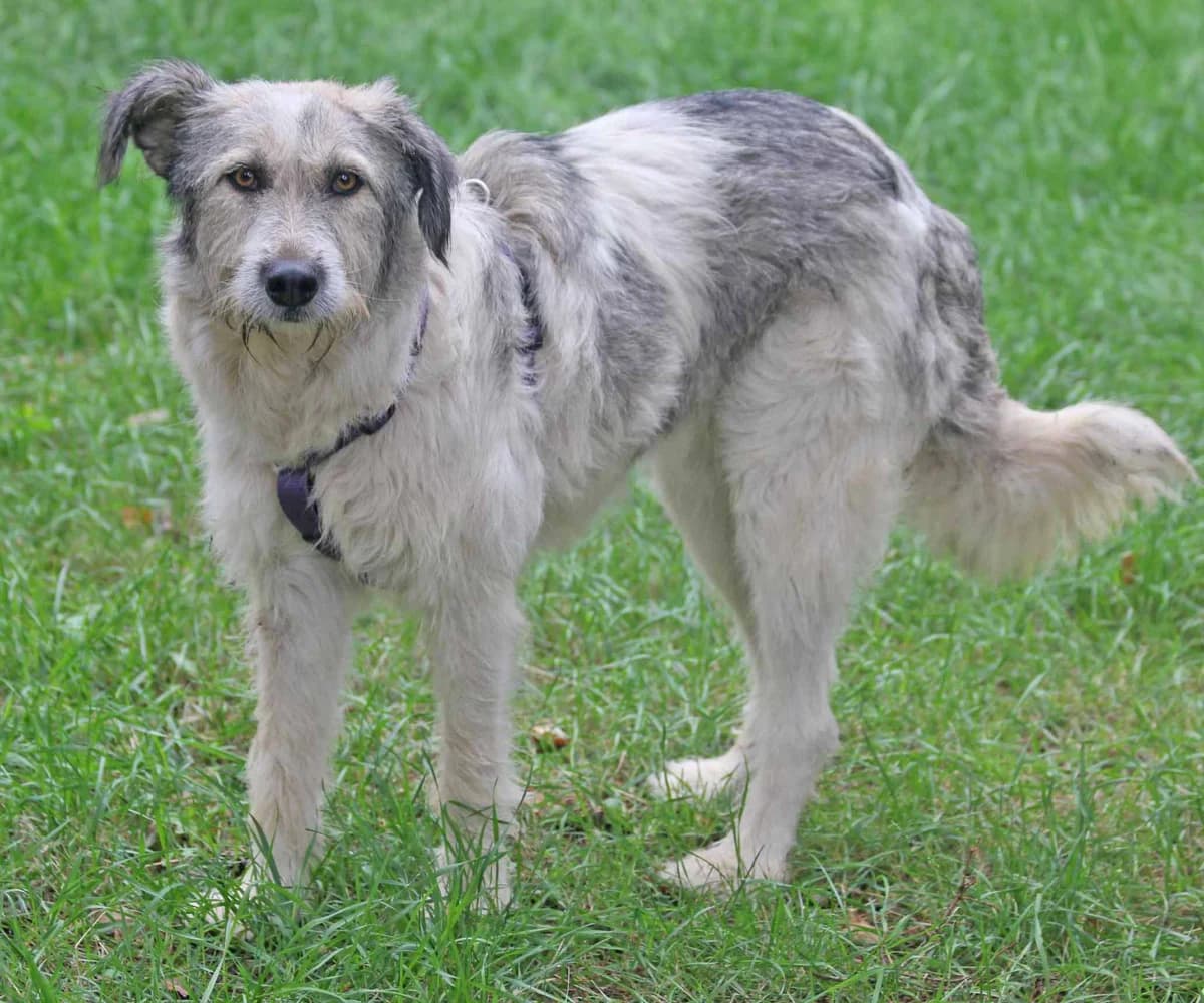 Freya, female 5yo Mixed Breed for adoption at ITV Grenzenlos e.V., Essel