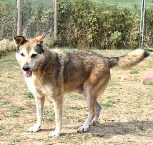 Gecko, male 5yo Mixed Breed for adoption at ITV Grenzenlos e.V., Essel