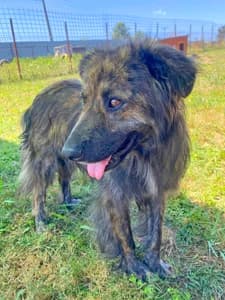 Gino, male 4yo Mixed Breed for adoption at ITV Grenzenlos e.V., Essel