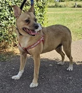 Hanni, female 3yo Mixed Breed for adoption at ITV Grenzenlos e.V., Essel