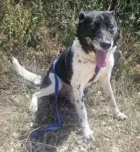 Harvey, male senior Mixed Breed for adoption at ITV Grenzenlos e.V., Essel
