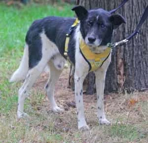 Harvey, male senior Mixed Breed for adoption at ITV Grenzenlos e.V., Essel