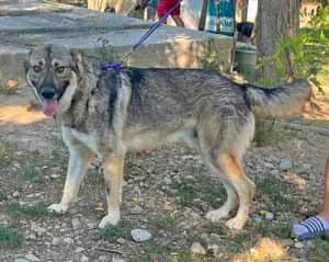 Hektor, male puppy Mixed Breed for adoption at ITV Grenzenlos e.V., Essel