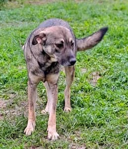 Honey, male young Mixed Breed for adoption at ITV Grenzenlos e.V., Essel