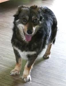 Jack, male young Mixed Breed for adoption at ITV Grenzenlos e.V., Essel
