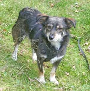 Jack, male young Mixed Breed for adoption at ITV Grenzenlos e.V., Essel