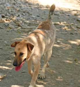 Kiwi, female young Mixed Breed for adoption at ITV Grenzenlos e.V., Essel
