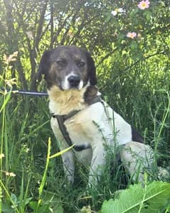 Leonie, female senior Mixed Breed for adoption at ITV Grenzenlos e.V., Essel