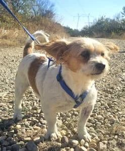 Lillith, female young Mixed Breed for adoption at ITV Grenzenlos e.V., Essel