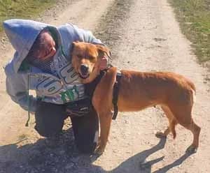 Linda, male senior Mixed Breed for adoption at ITV Grenzenlos e.V., Essel