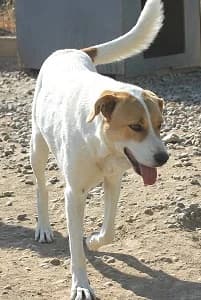 Martha, female 4yo Mixed Breed for adoption at ITV Grenzenlos e.V., Essel