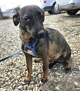 Mary, male 3yo Mixed Breed for adoption at ITV Grenzenlos e.V., Essel