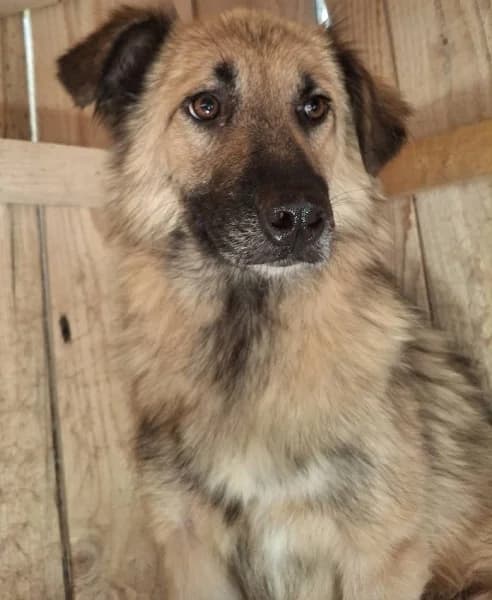 Micky, female young Mixed Breed for adoption at ITV Grenzenlos e.V., Essel
